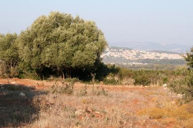 Agricultural Land Plot Sale - KOKYLIA, MUNICIPALITY OF ARGOSTOLI - SOUT