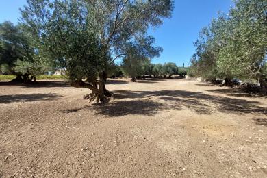 Land Sale - METAXATA, MUNICIPALITY OF LIVATHOS - SOUTH
