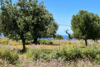 Agricultural Land Plot Sale - KORIANNA, MUNICIPALITY OF LIVATHOS - SOUTH