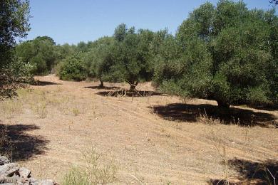 Agricultural Land Plot Sale - METAXATA, MUNICIPALITY OF LIVATHOS - SOUTH