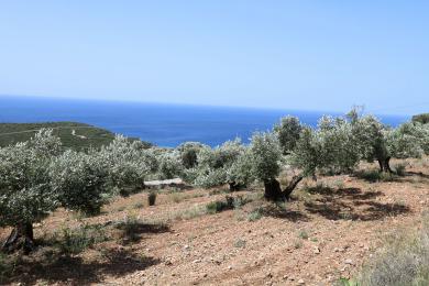 Agricultural Land Plot Sale - ATSOUPADES, MUNICIPALITY OF ELIOS - SOUTHEAS